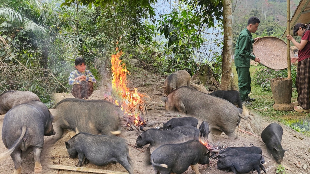 Phuong Vy lit a fire to warm the piglets while her father prepared banana stalks for animal feed.