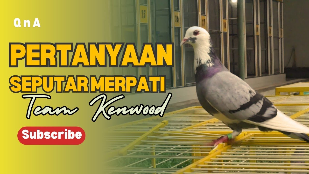 TANYA JAWAB BERSAMA MAS JONED KENWOOD