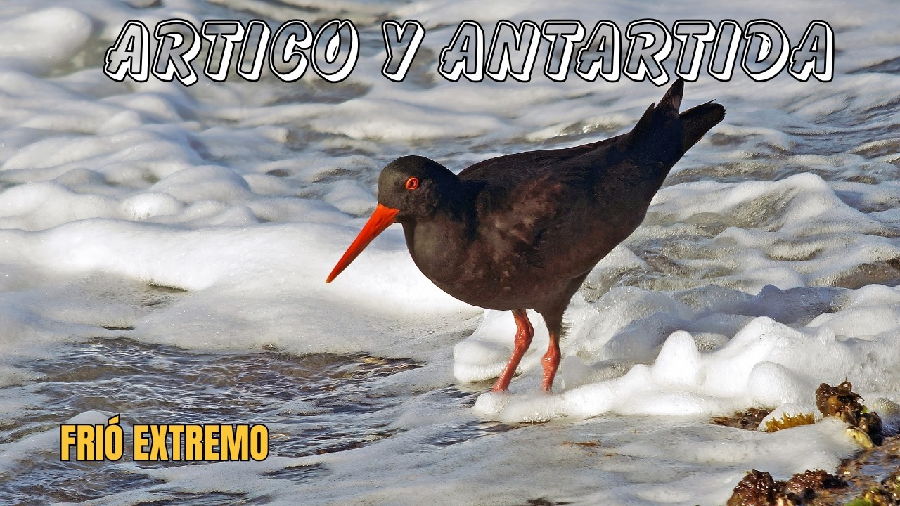 AVES Del Fri&oacute; Extremo: Belleza MIGRATORIA | Documental Episodio 1