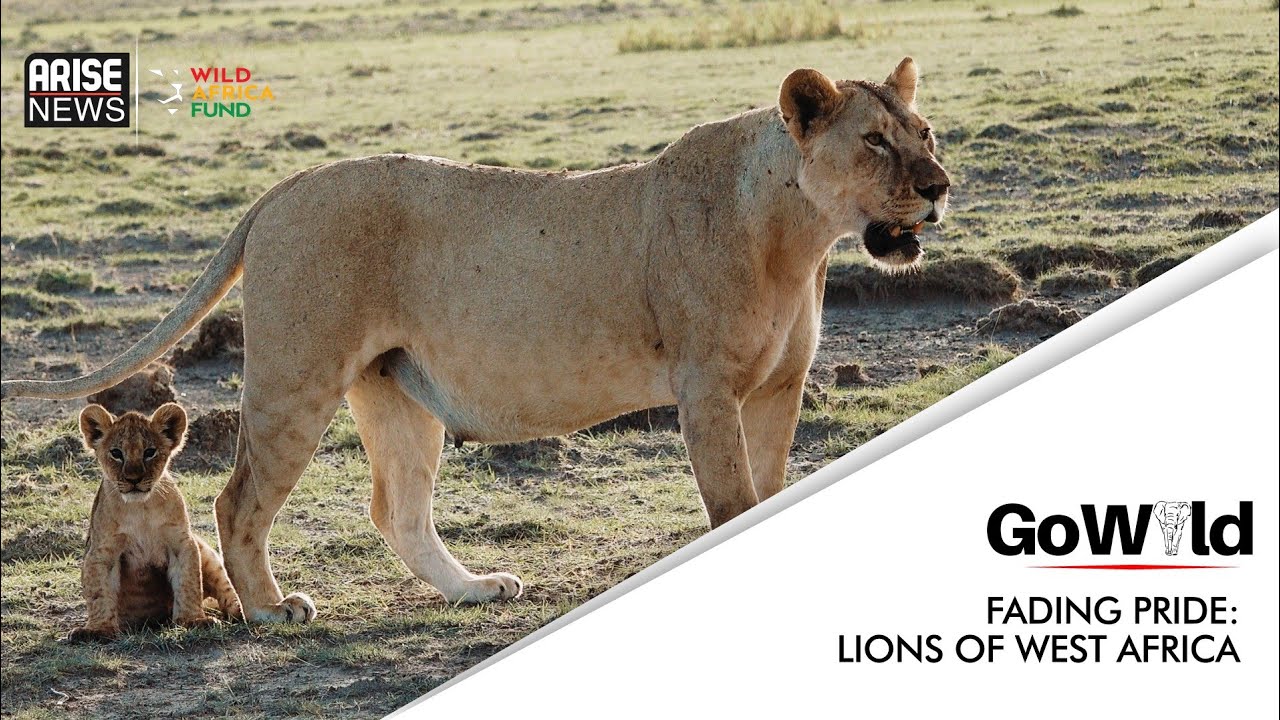 FADING PRIDE: LIONS OF WEST AFRICA - 