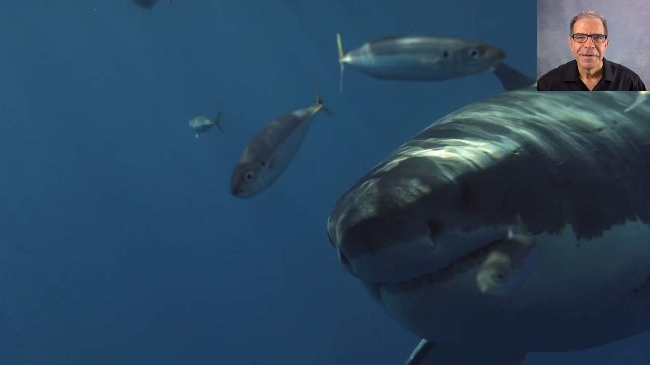 Shark Alert! YOLO AI-Vision in Action