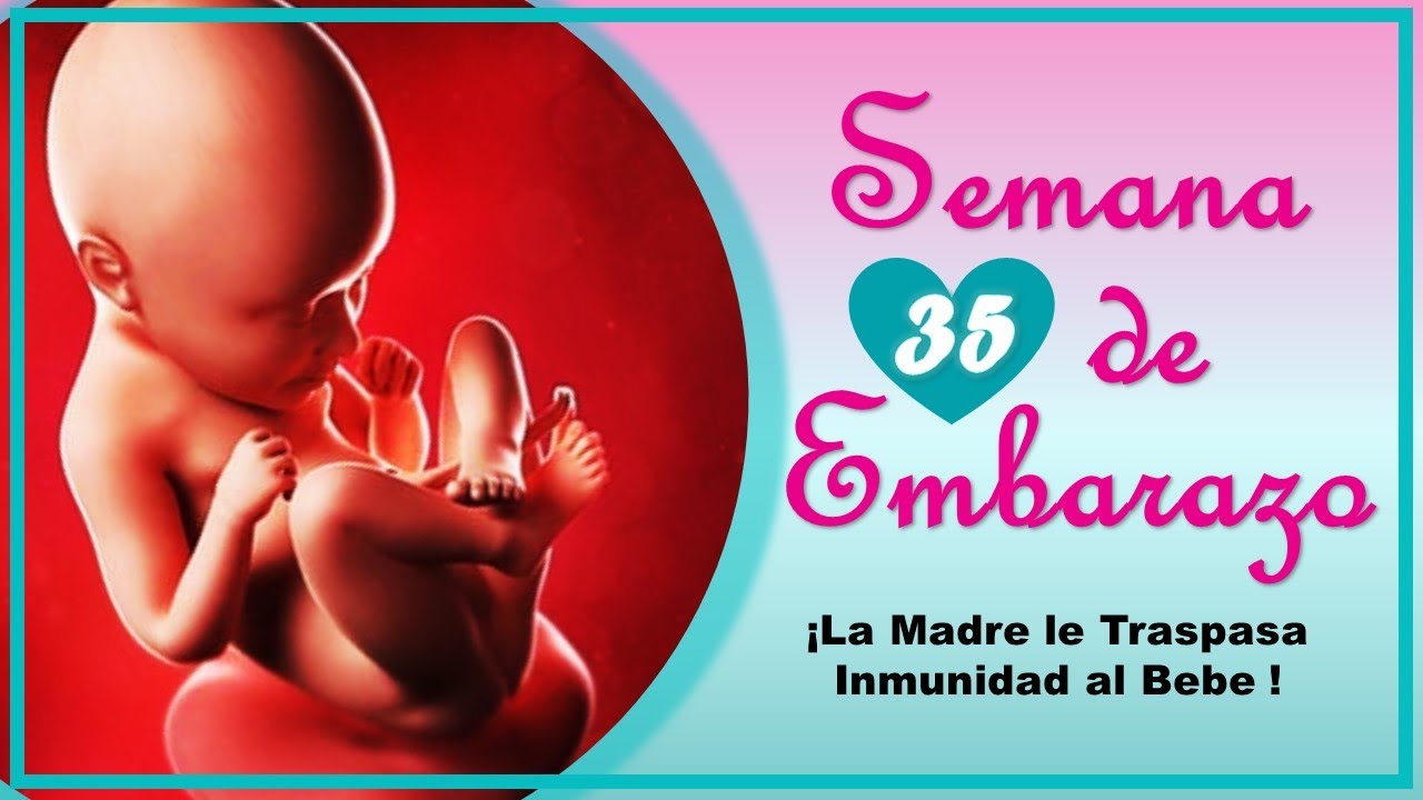 ❤️ SEMANA 35 DE EMBARAZO🤰 ❤️ ⏩ EMBARAZO SEMANA A SEMANA ⏩ Desarrollo y Evolución del Bebé 👶🏻