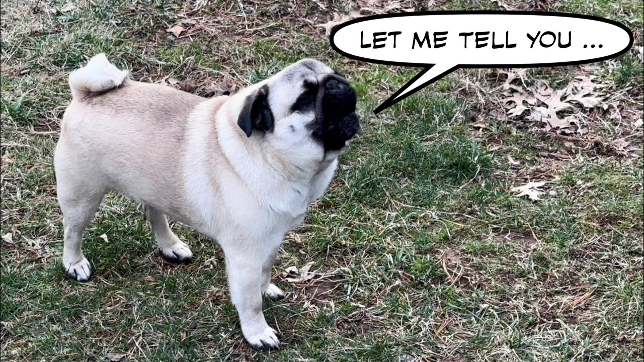 Cute Funny Pug talking to owner
