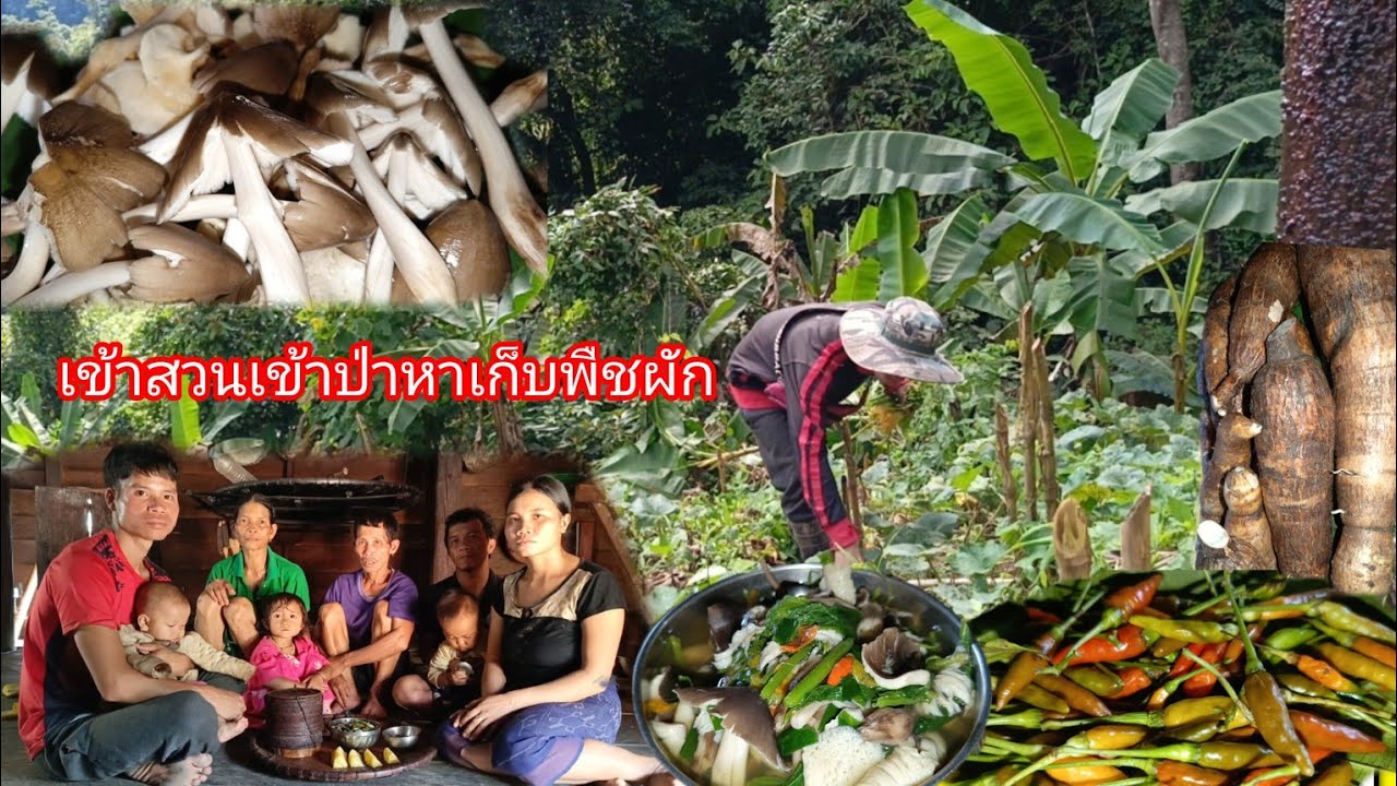 เข้าป่าเข้าสวน หาเก็บพืชผักที่กินได้...เก็บเห็ดขอนขาว,เห็ดปลวก...กินข้าวร่วมกับครอบครัว-บ่าวยืง