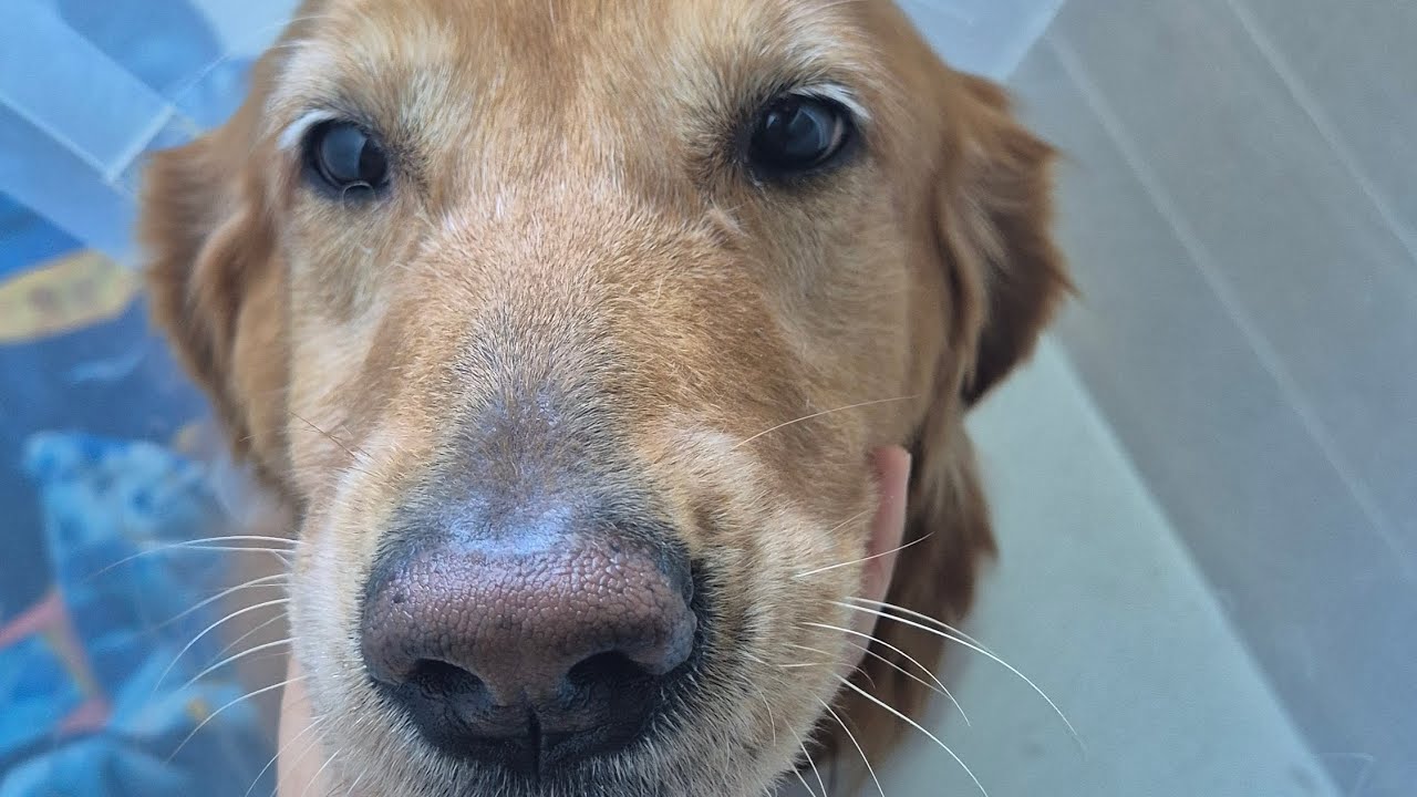 C&oacute;mo limpiar una herida en mi mascota despu&eacute;s de una cirug&iacute;a