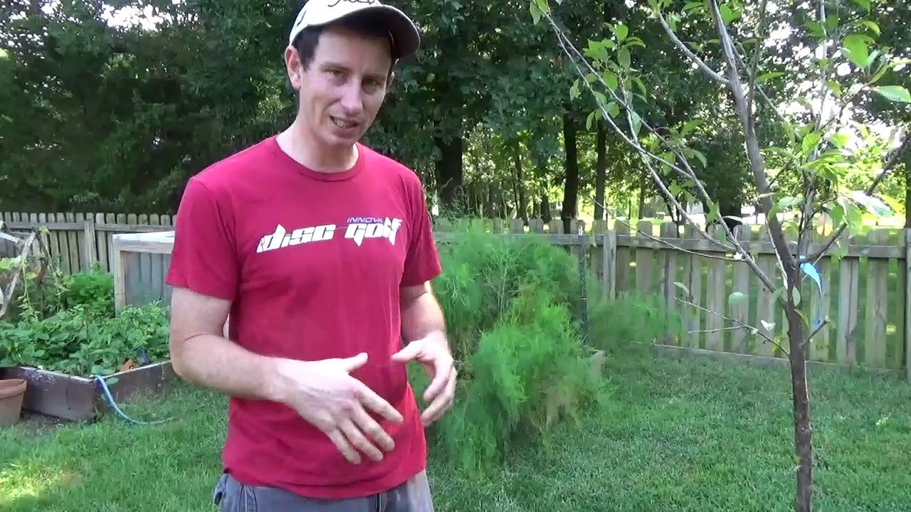 Planting Fruit Trees In The Fall