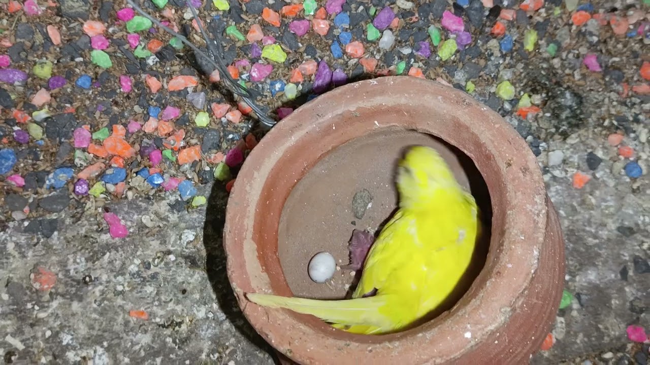 আরো একজোড়া বাজিগর পাখির বাচ্চা ফুটছে