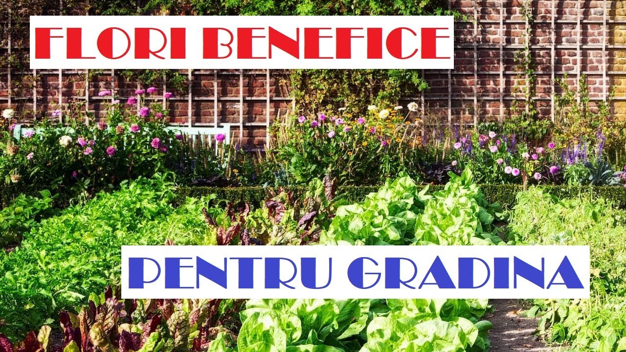 Top 5 flori care ne protejează grădina de boli si dăunători.
