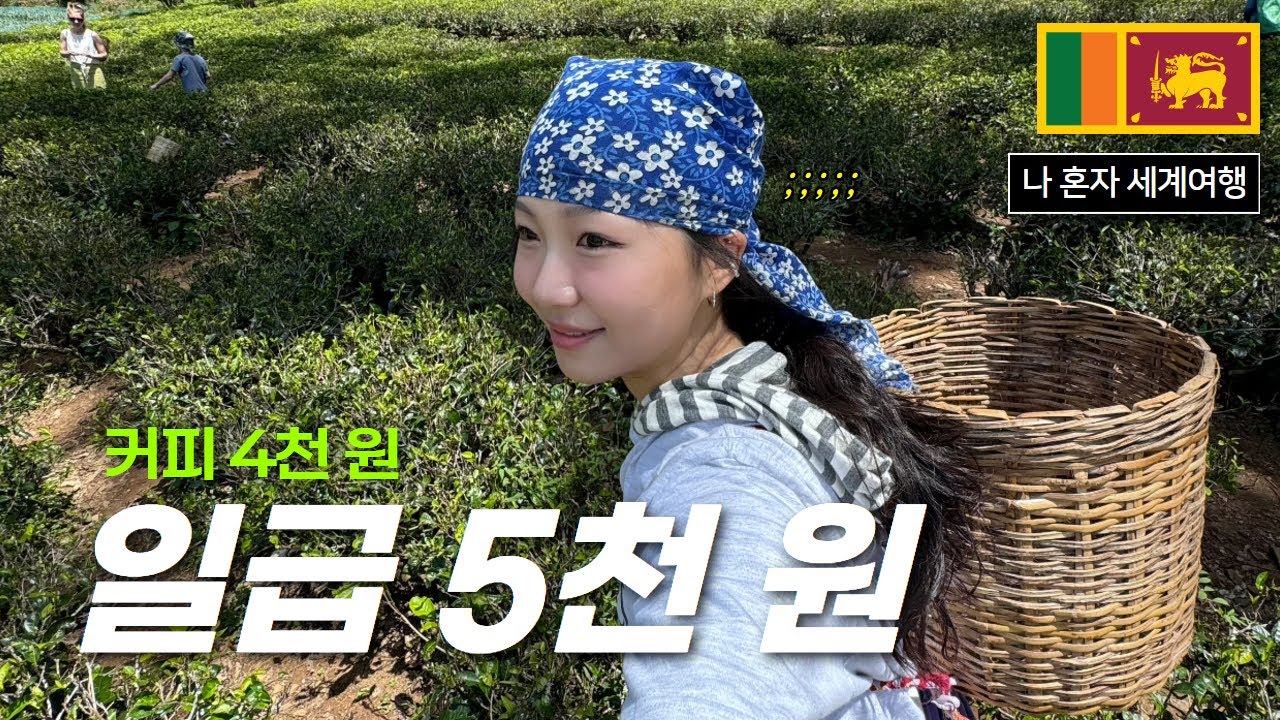국가부도 스리랑카에서 시급 500원 찻잎 따보기 [스리랑카 5]