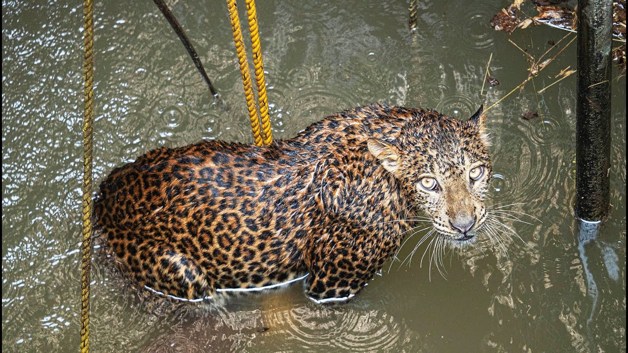 Trapped Leopard Rescued from a 70-Ft Deep Well in Maharashtra