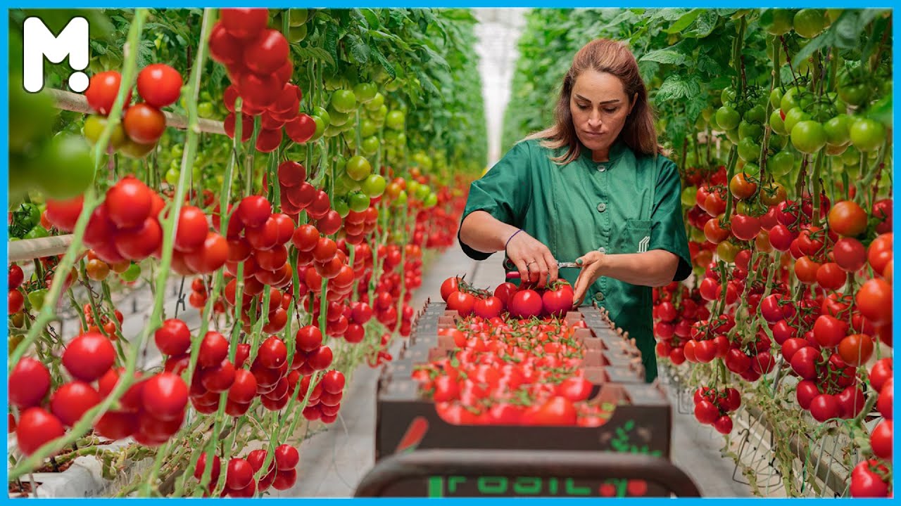 Inside a High-Tech Greenhouse: How Tomatoes Are Grown with Smart Farming and Beautiful Harvesting 🍅