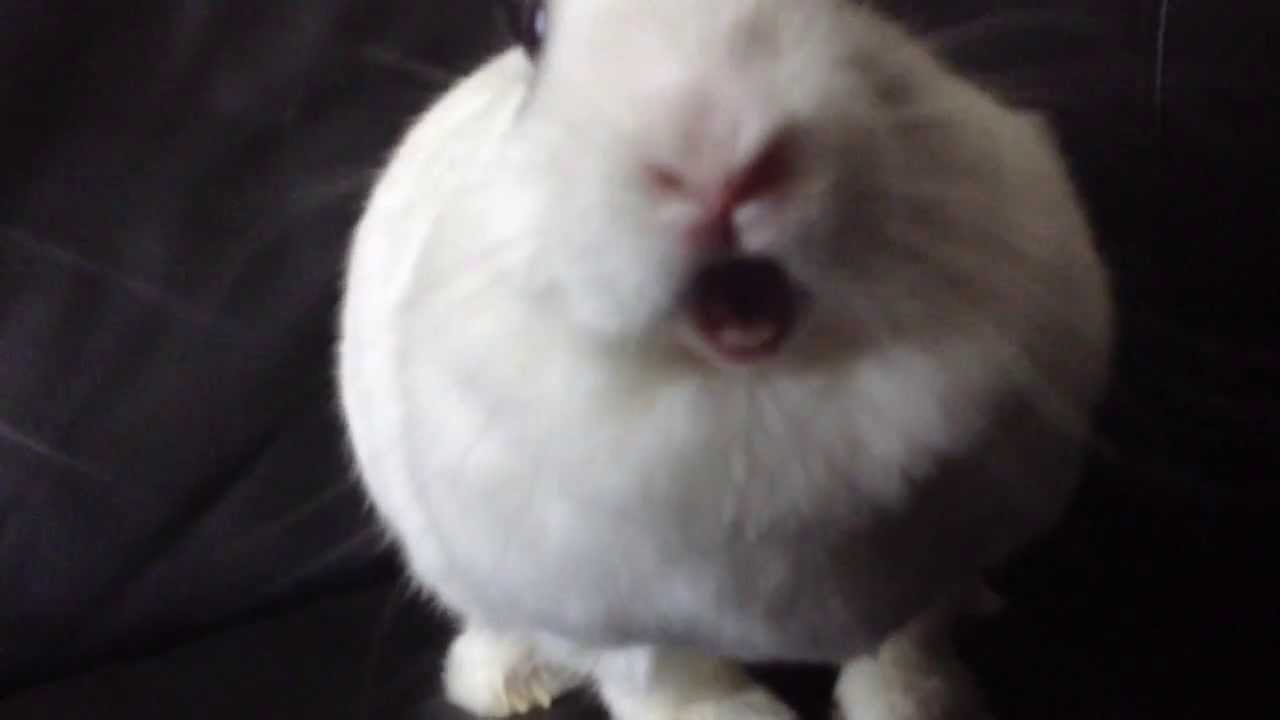 Визжащий кролик