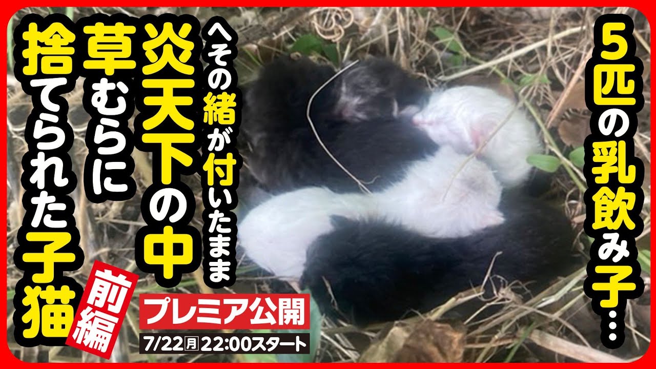 【子猫 保護】なぜ...？炎天下に捨てられた乳飲み子たち...祈りながら必死につなぐ小さな命【前編】