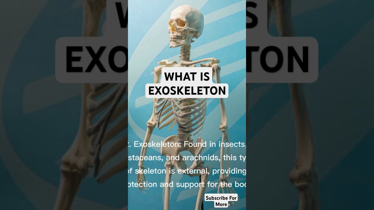 What is Exoskeleton #science #biology