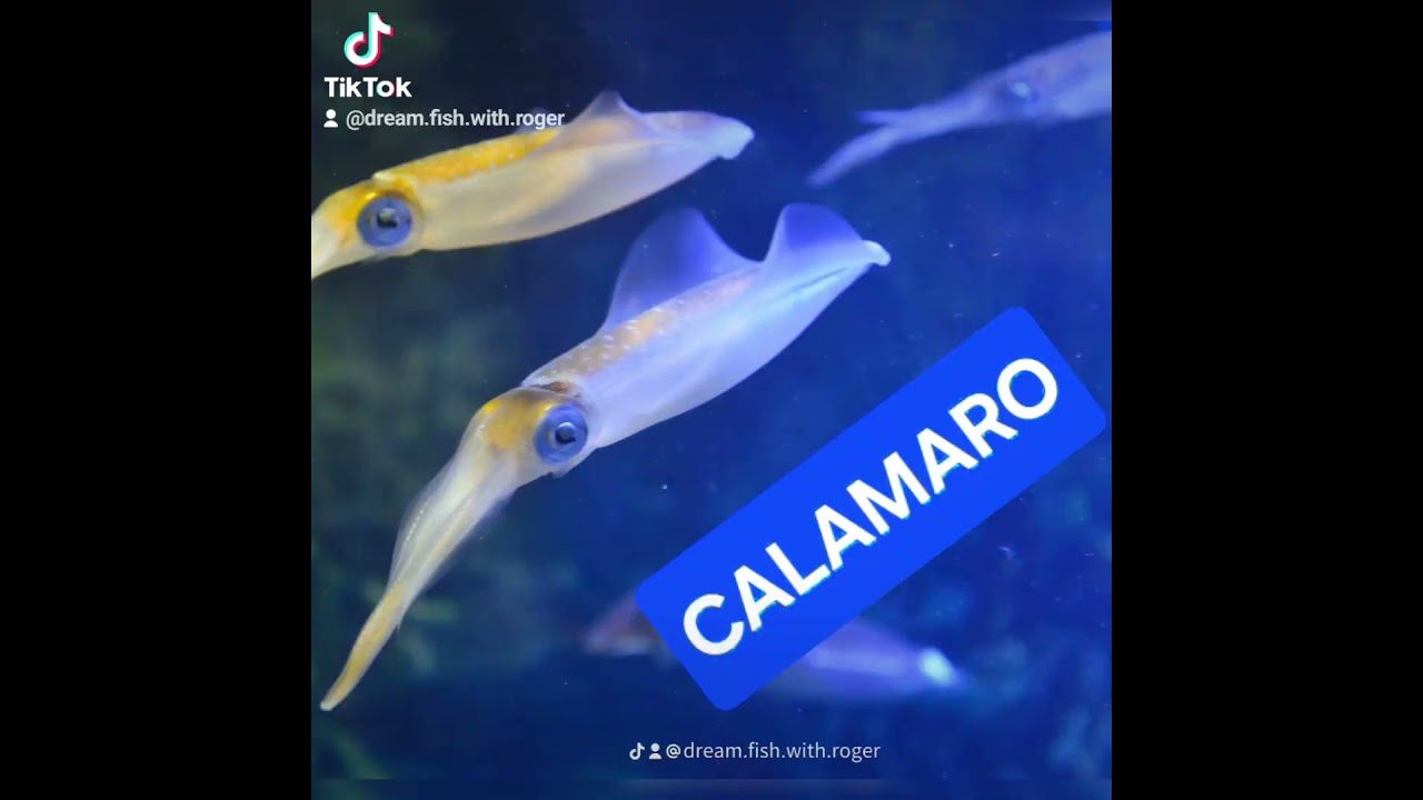 Top esche per la Ricciola...!!!       
