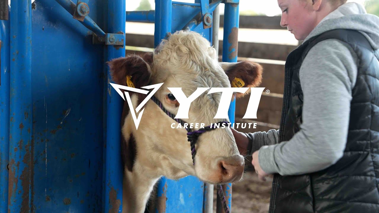 An Introduction into our Large Animal Lab (Cows)