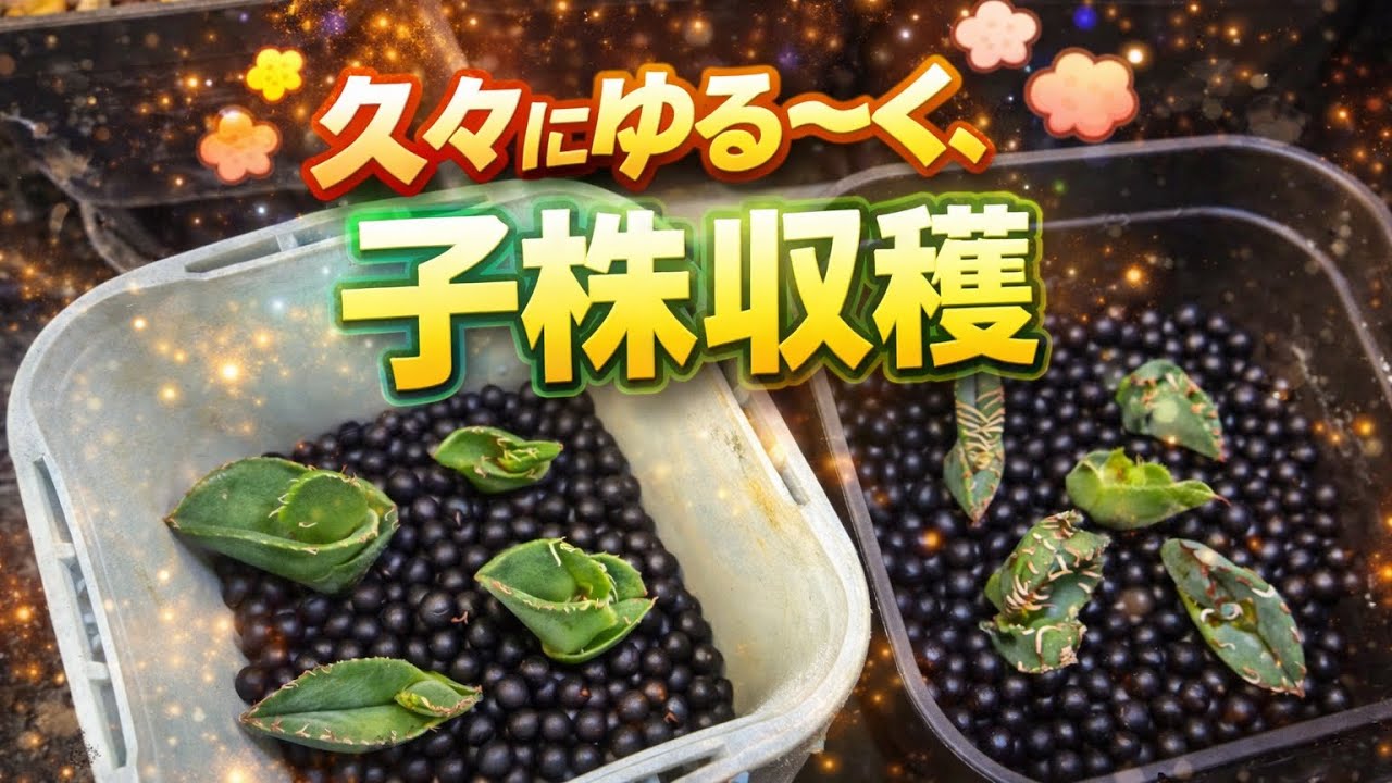 ゆる〜く子株収穫