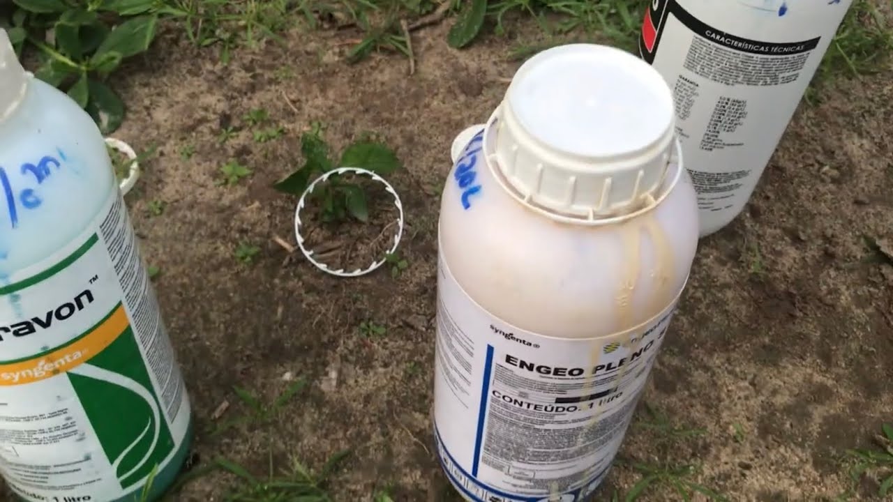 Aplicando adubo foliar no maracujá novo e mais velho! Veja as dicas aqui no canal sítio do maracujá