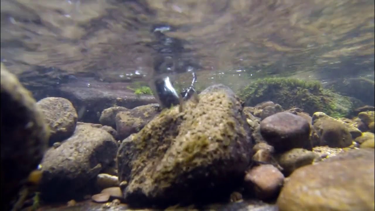 Irish Dippers (Cinclus cinclus hibernicus)