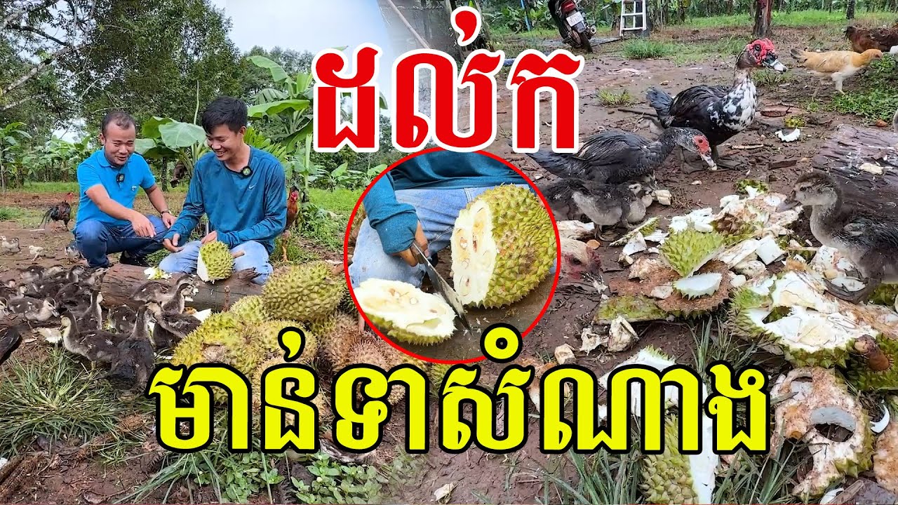 ដល់ក​ មាន់ទាសំណាង​ បានស៊ីទុរេនឆ្ងាញ់រាល់ថ្ងៃ