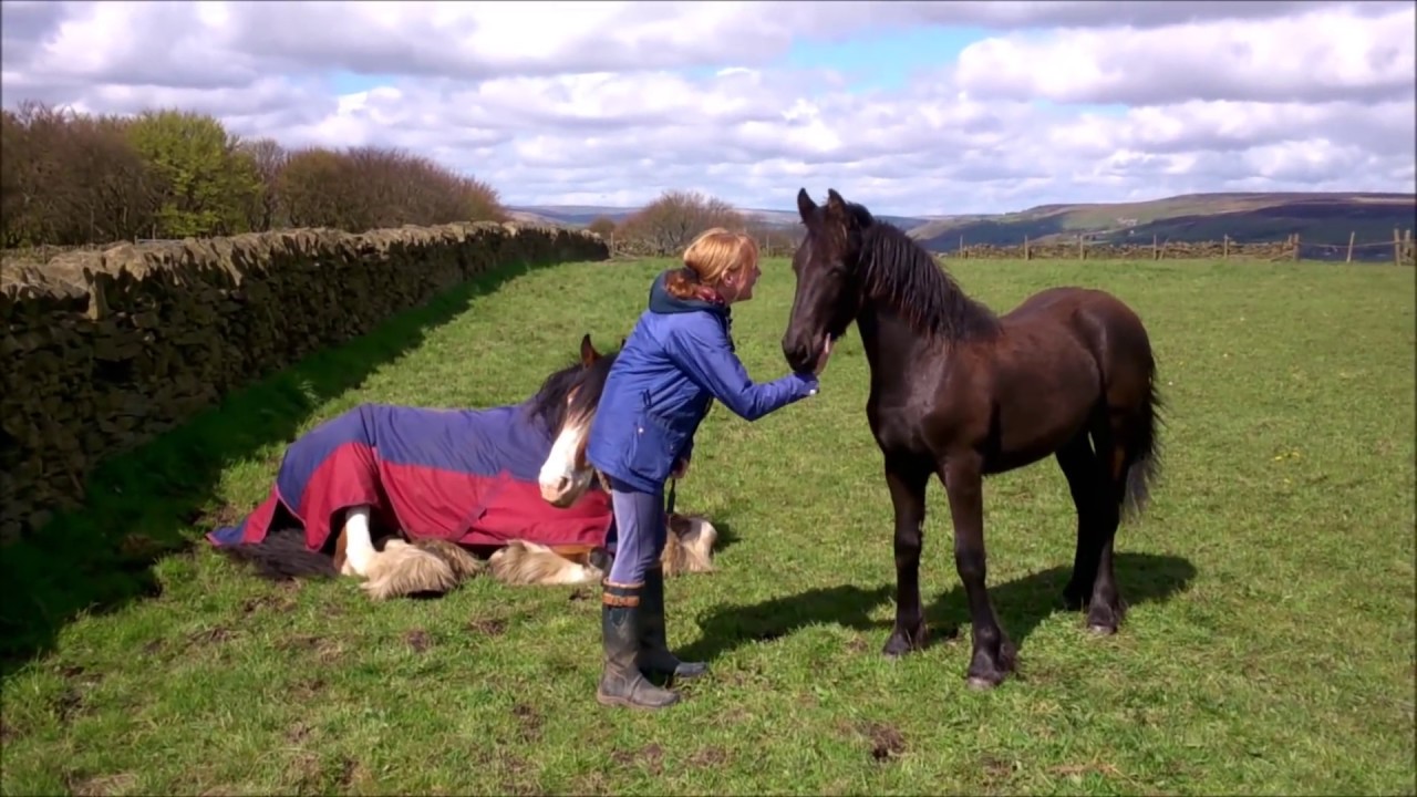 Friesian tells Clydesdale to get up