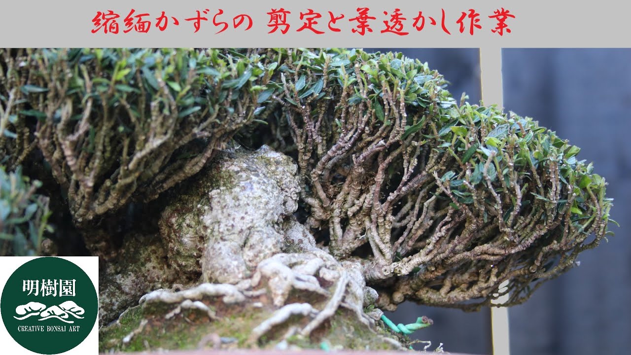 縮緬カズラの剪定と葉透かし 