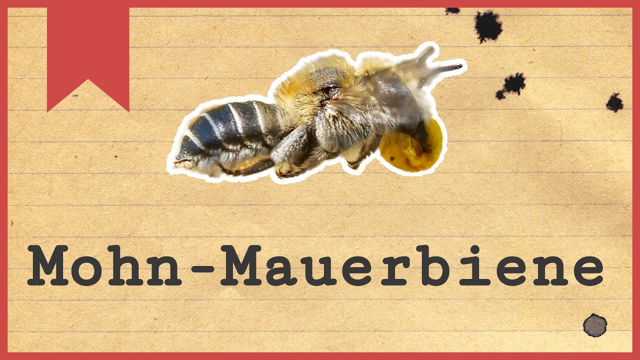 Die Mohn-Mauerbiene - Kurz vorgestellt - 2 Fakten über die Wildbiene