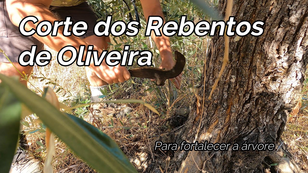 #74 Corte dos Rebentos de Oliveira