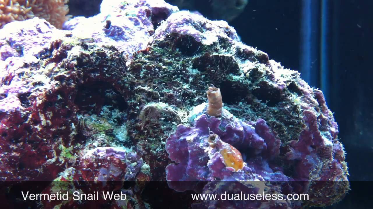 Vermetid Snail Web in Red Sea Max 250 (HD)