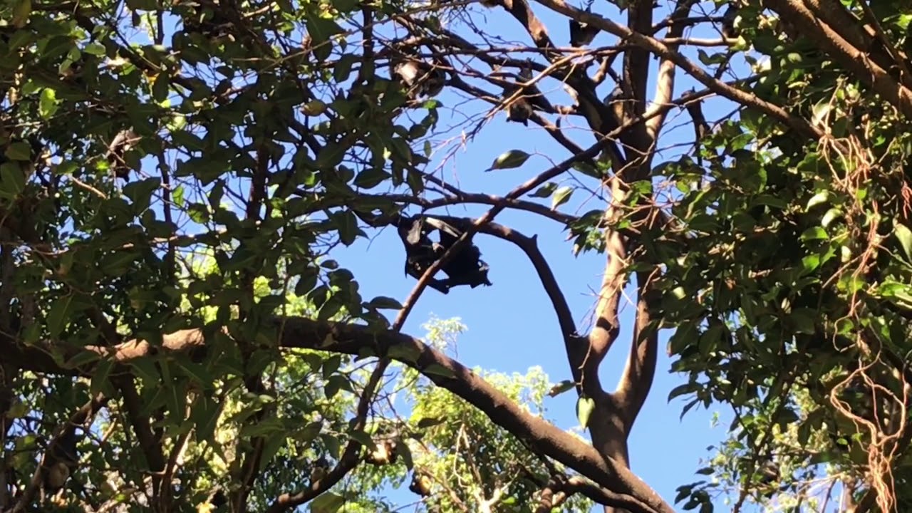 Flying fox (Pteropus poliocephalus)