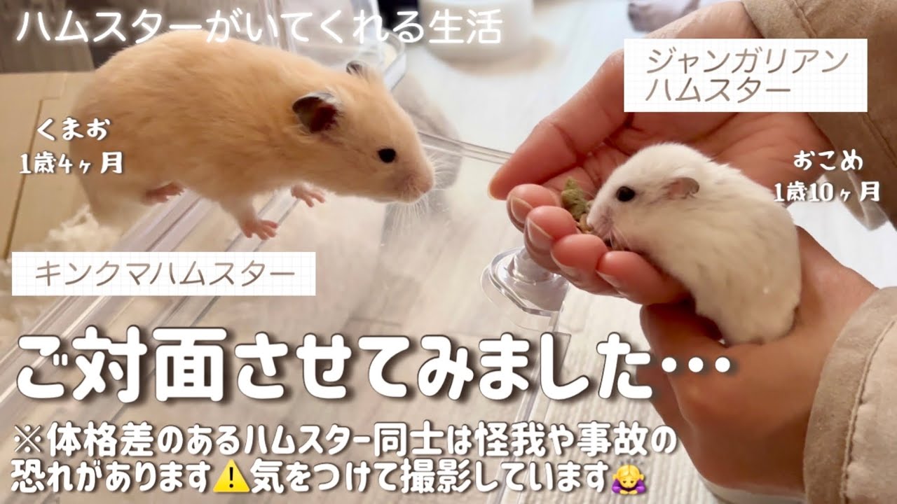おこめとくまおがご対面！？#ハムスター#ハムスターのいる生活 #キンクマ#ジャンガリアン