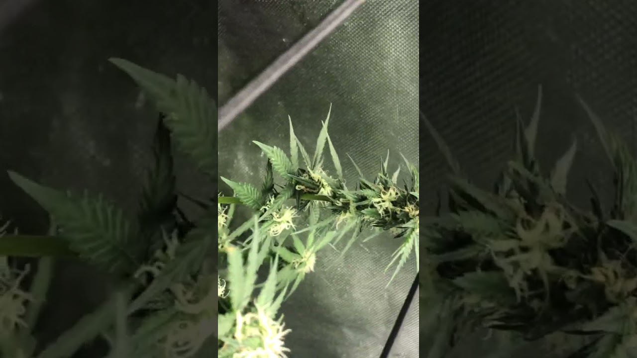 June 4, Second grow 3x3 ac infinity white widow,jack herer,sour diesel and gorilla cookies