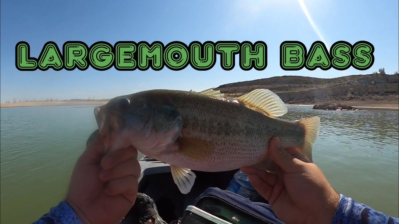 Elephant butte NM Bass fishing