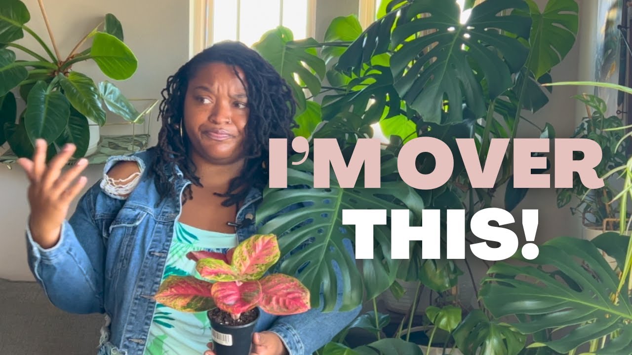 PLANT HAUL & ROOT ROT RESCUE MISSION | Monstera Thai has rot and I am annoyed