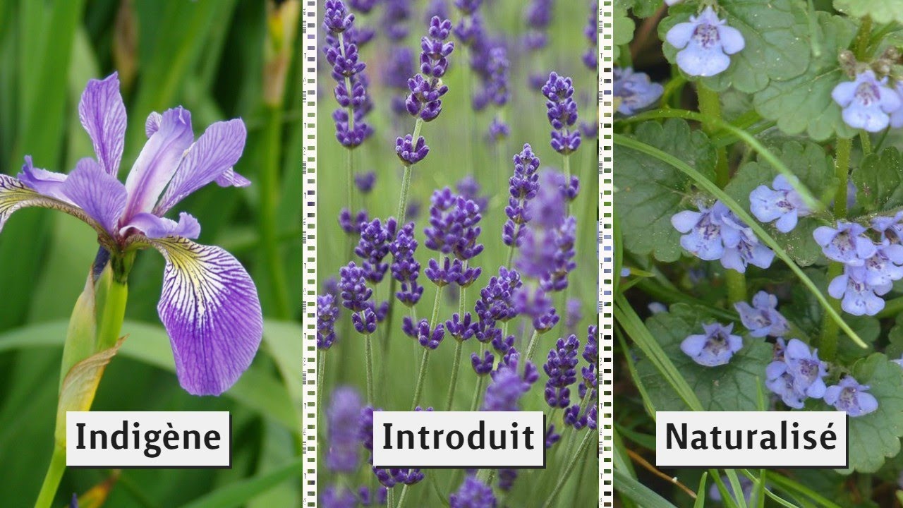 Vocabulaire végétal : indigène VS naturalisé VS introduit