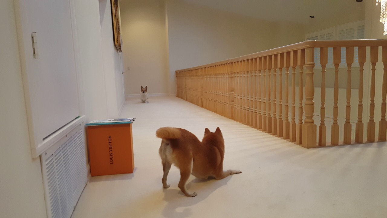 Shiba vs. Corgi