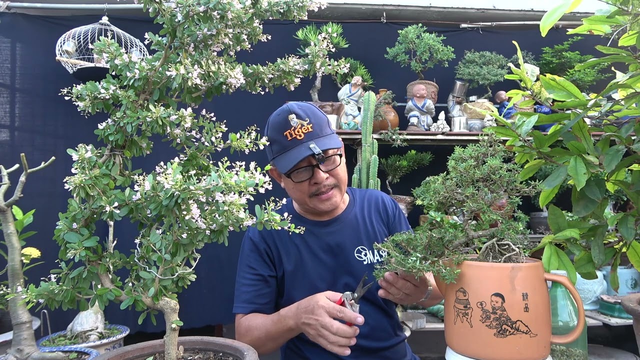 CÁCH LÀM HOA CÂY LINH SAM  CHƠI TẾT - CHỈ CẦN 21 NGÀY LÀ CÓ KẾT QUẢ NHƯ Ý .