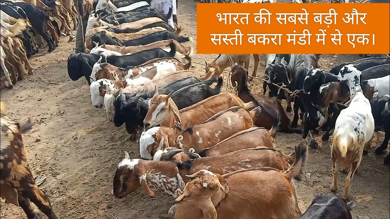 Kalpi Bakra mandi, सबसे कम कीमत पे मिलते हैं कुर्बानी के बकरे।