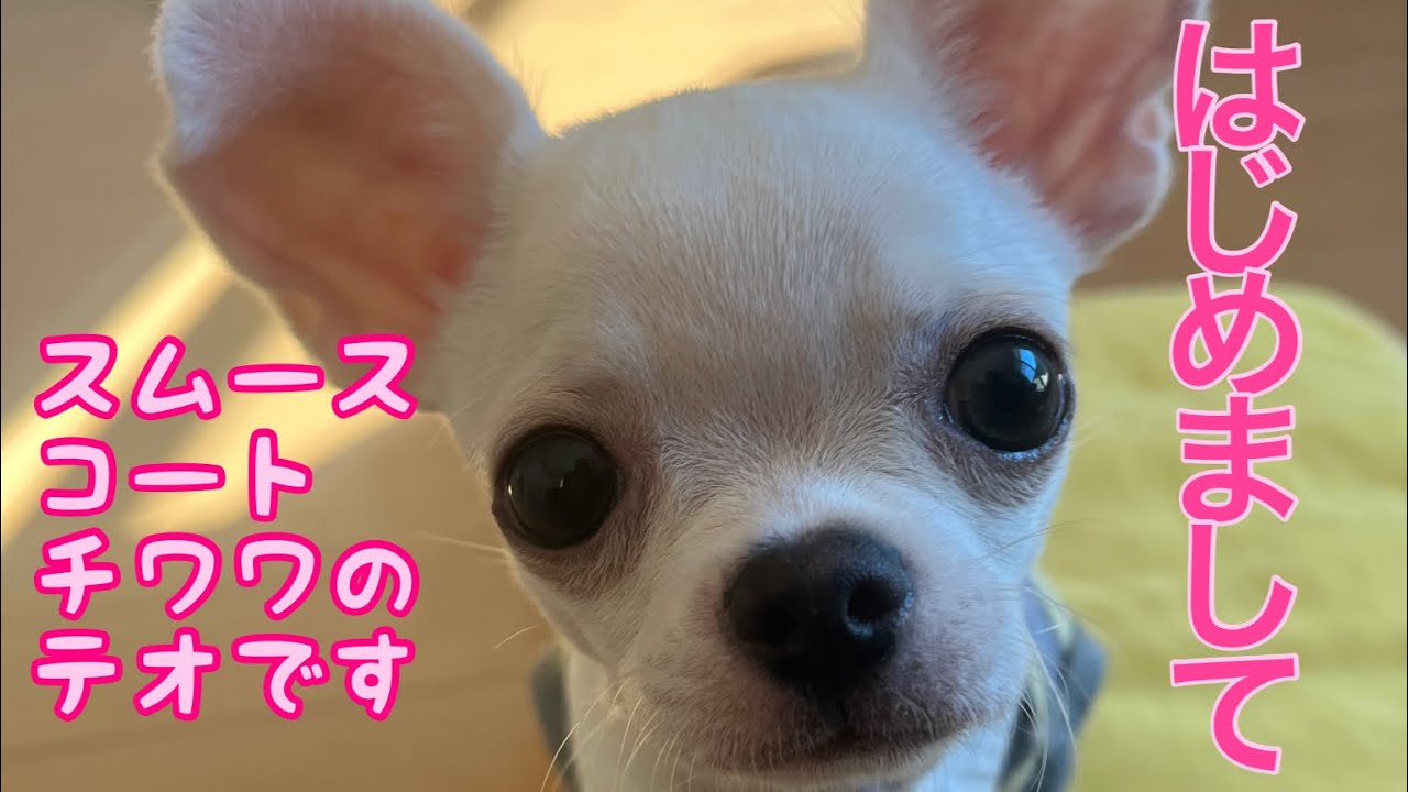 はじめまして🐾スムースコートチワワのテオです😊『チワワのノア』に弟がやって来ました！3ヶ月半の男の子です🐾キュートなテオを宜しくお願いします🙇‍♀️