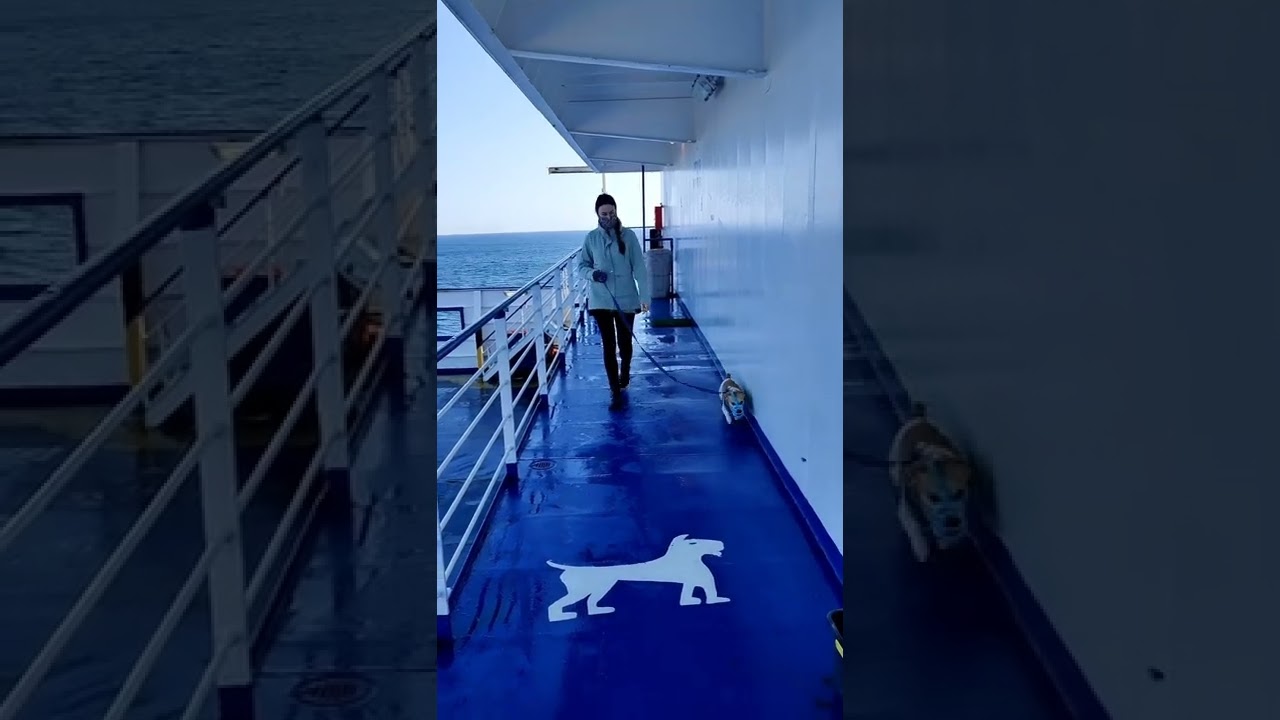 TRAVELLING TO SPAIN WITH YOUR DOG ON BRITTANY FERRIES