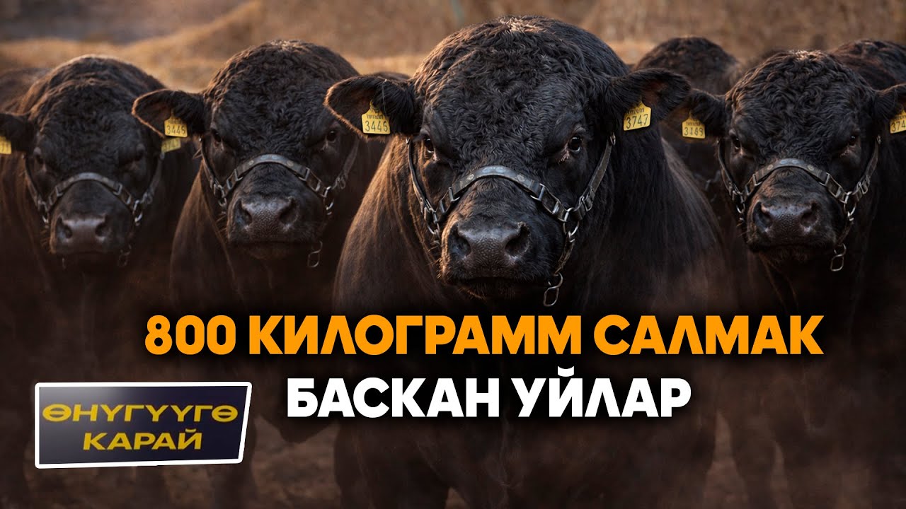 Эт багытындагы уй багып кирешеге чыккан ишкер… /ӨНҮГҮҮГӨ КАРАЙ