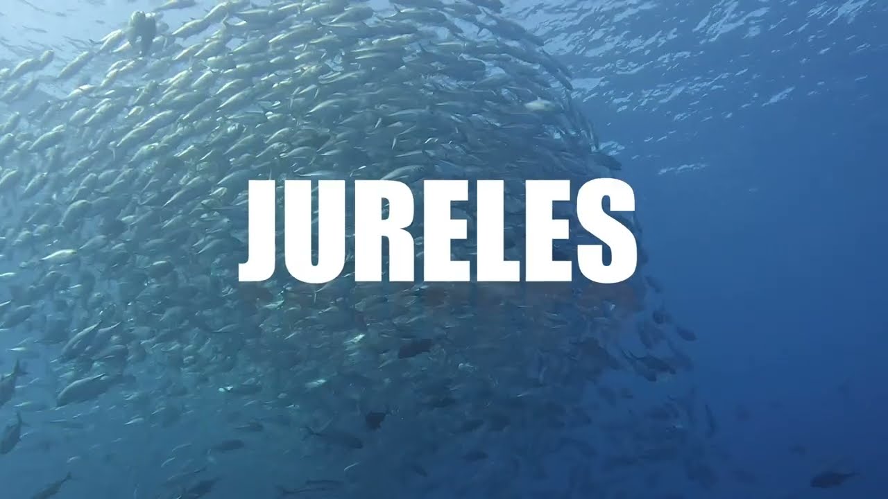 LOCURA DE JURELES CABO PULMO MEXICO   4K
