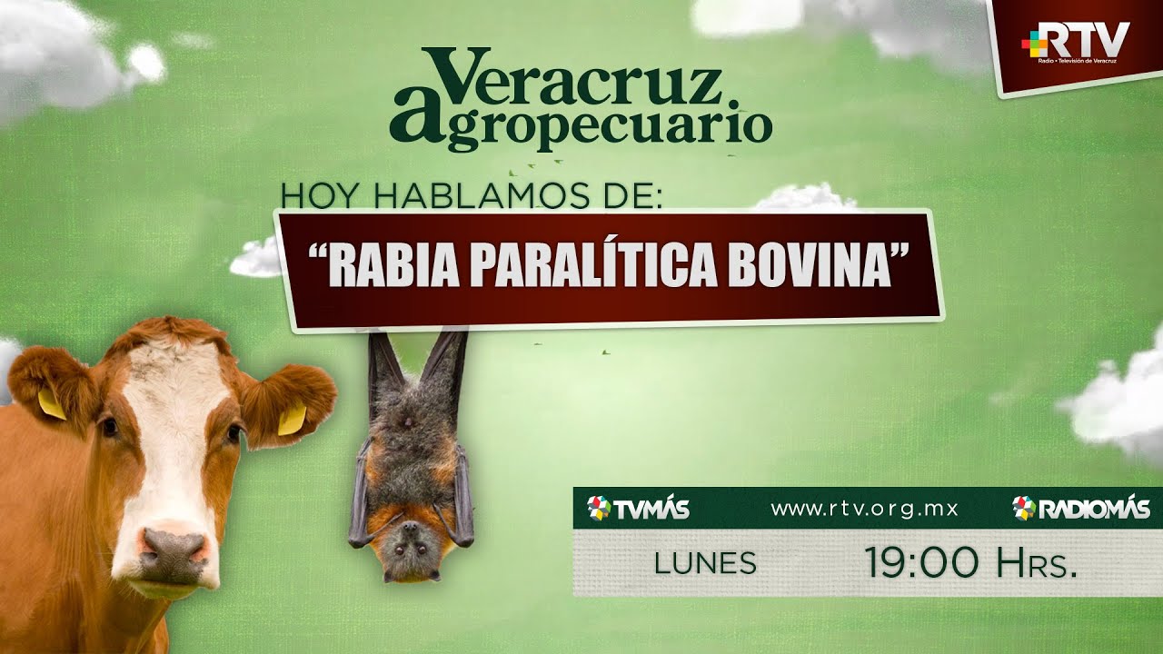 Veracruz Agropecuario - Vacunación contra la Rabia Paralítica Bovina