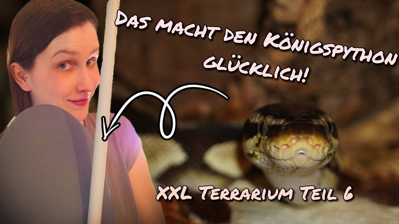 Ich baue ein XXL Terrarium für meinen Königspython Teil 6 Das macht den Königspython glücklich