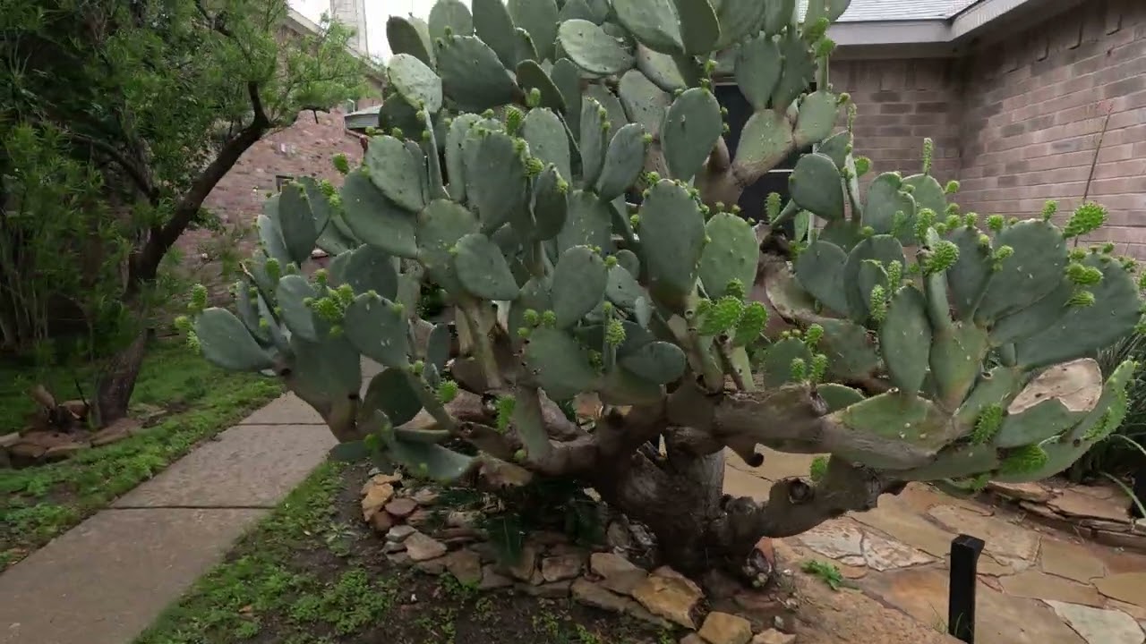 2025-04-24 Walkway and Cactus