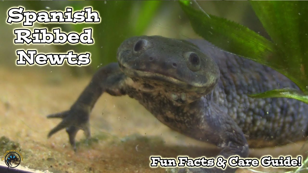 Meet the Spanish Ribbed Newt! -- Fun Facts and How to Take Care of Them! 🦎