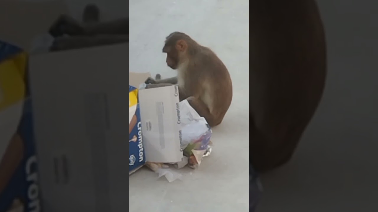 monkey reception💵🐒 #shortsfeed