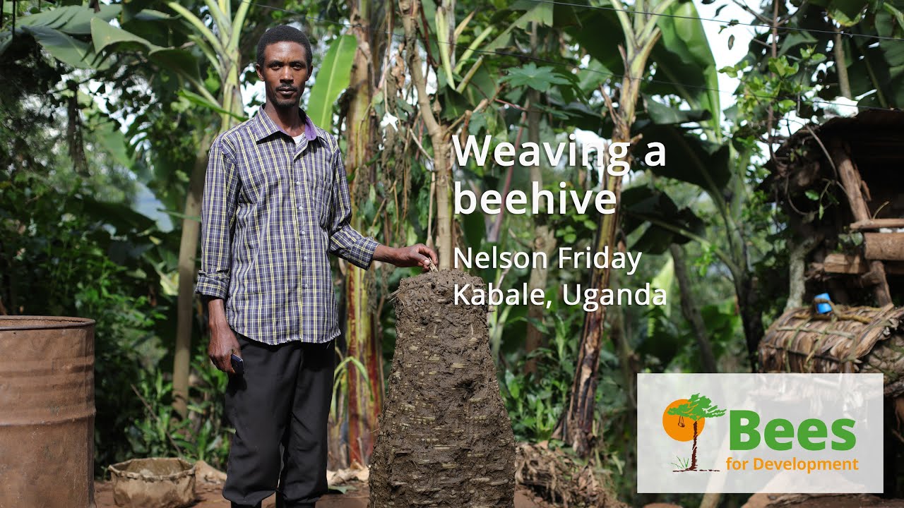 Weaving a bamboo beehive in Uganda
