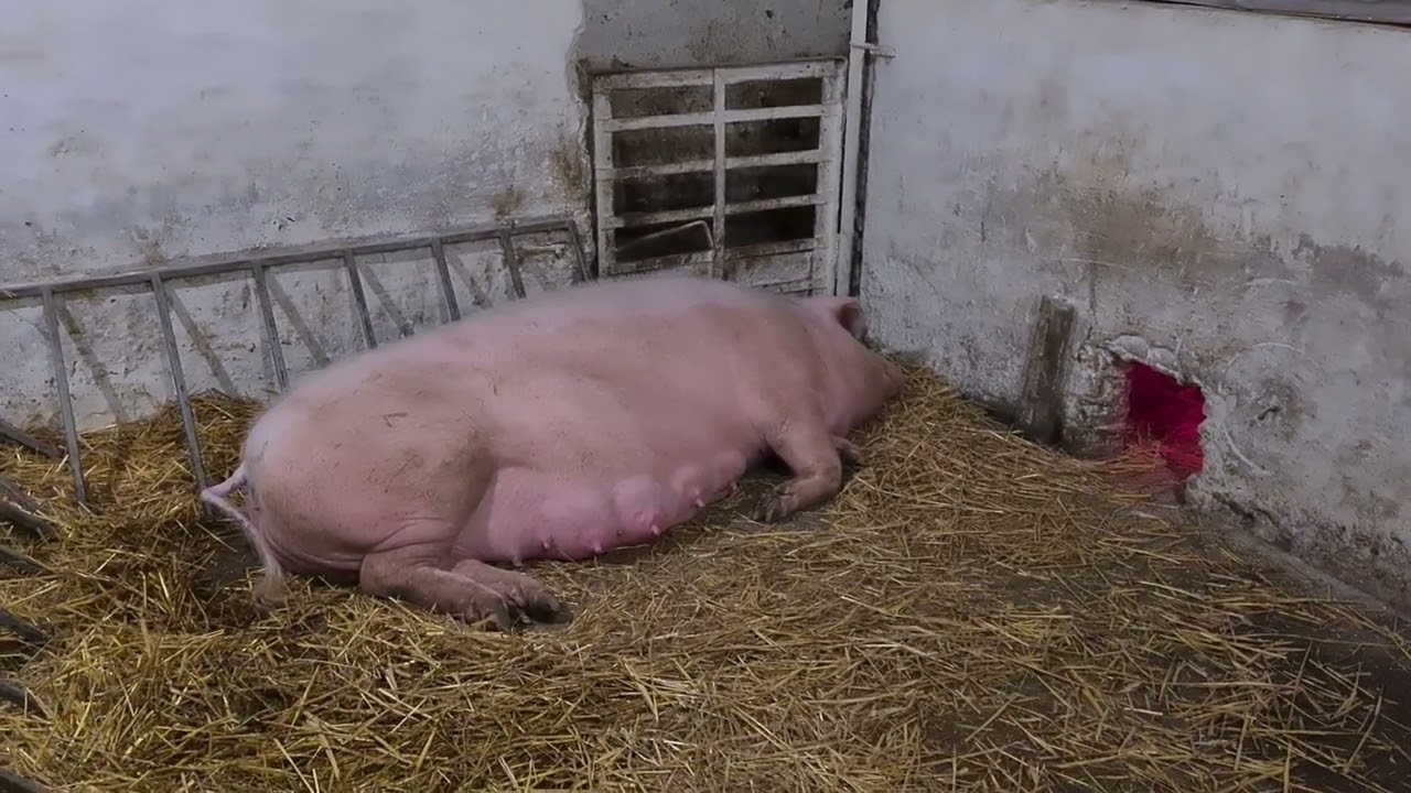 Репродукція свиней/Що потрібно, щоб було багато поросят/вибір свиноматок