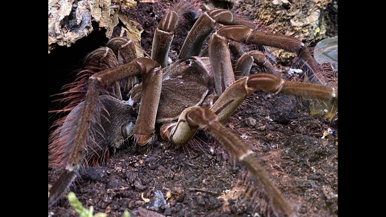 Theraphosa stirmi  Egg to Spiderling development
